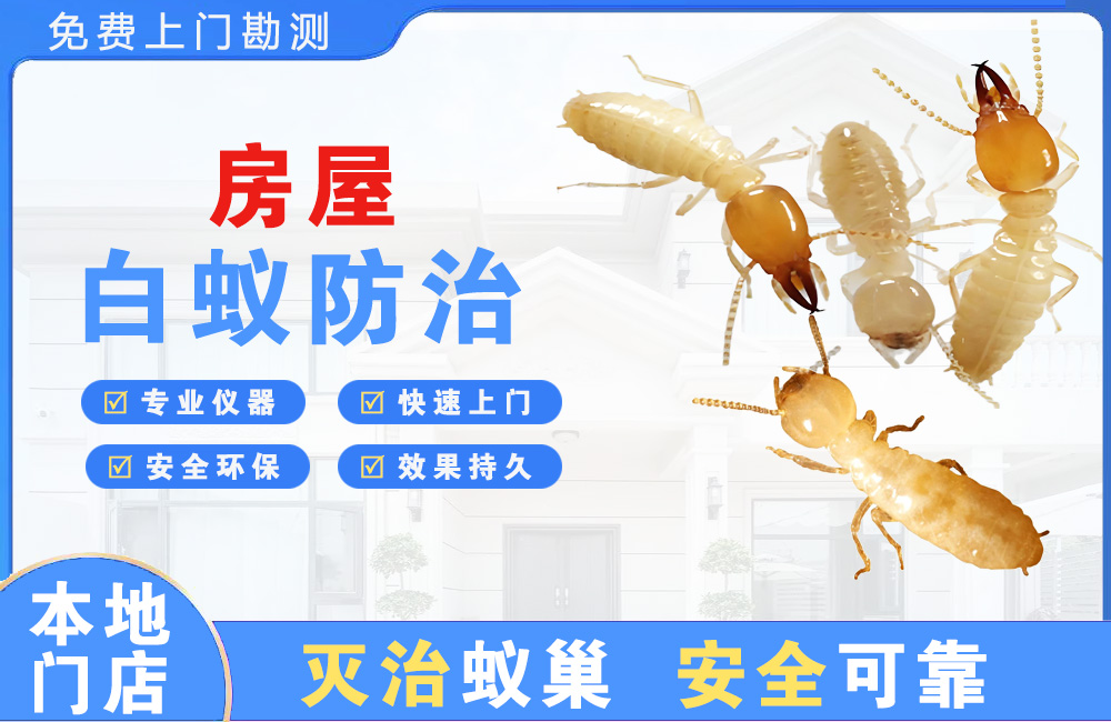 泗洪房屋白蚁防治